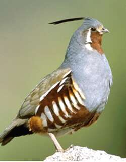 山翎鹑 / Mountain Quail / Oreortyx pictus