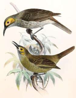 黄脸肉垂吸蜜鸟 / Kadavu Honeyeater / Meliphacator provocator