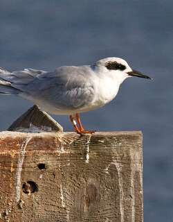 弗氏燕鸥 / Forster’s Tern / Sterna forsteri