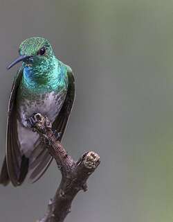 红树林蜂鸟 / Mangrove Hummingbird / Amazilia boucardi