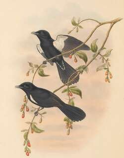 黑王鹟 / Black Monarch / Symposiachrus axillaris