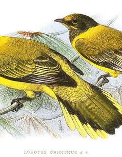 鹂鹃鵙 / Eastern Wattled Cuckooshrike / Lobotos oriolinus
