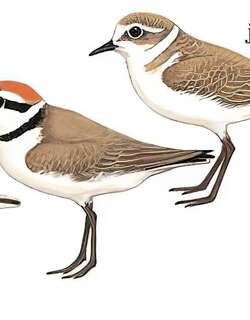 环颈鸻 / Kentish Plover / Charadrius alexandrinus