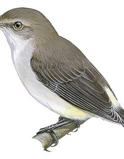 黄臀孤莺 / Yellow-vented Eremomela / Eremomela flavicrissalis
