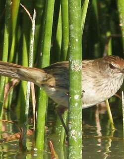 姬大尾莺 / Little Grassbird / Poodytes gramineus