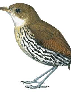 南美蚁鸫 / Elusive Antpitta / Grallaria eludens