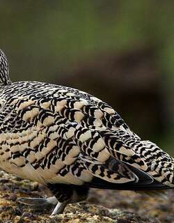 栗腹沙鸡 / Chestnut-bellied Sandgrouse / Pterocles exustus