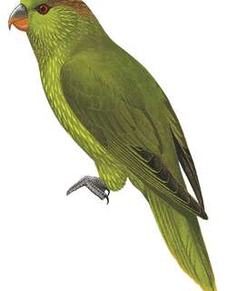 纵纹鹦鹉 / Striated Lorikeet / Charmosyna multistriata