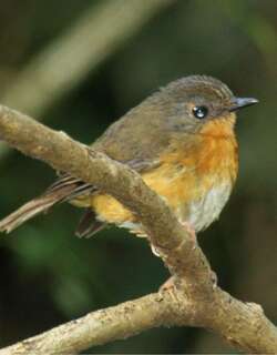 杰氏阿卡拉鸲 / Equatorial Akalat / Sheppardia aequatorialis
