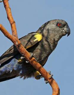 鲁氏鹦鹉 / Rüppell’s Parrot / Poicephalus rueppellii