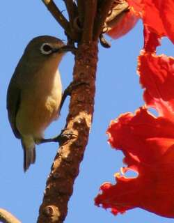 马里亚纳绣眼鸟 / Bridled White-eye / Zosterops conspicillatus