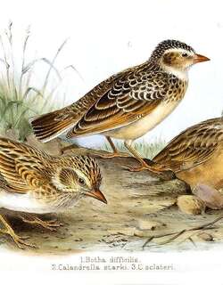 斯克氏沙百灵 / Sclater’s Lark / Spizocorys sclateri