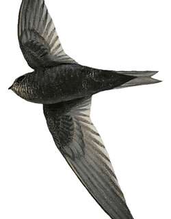 贝氏雨燕 / Bates’s Swift / Apus batesi