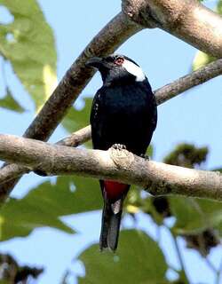 盾钟鹊 / Lowland Peltops / Peltops blainvillii