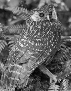 笑鸮 / Laughing Owl / Sceloglaux albifacies