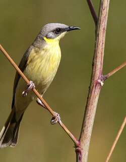 灰头吸蜜鸟 / Grey-headed Honeyeater / Ptilotula keartlandi