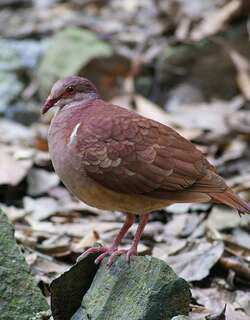 红鹑鸠 / Ruddy Quail-Dove / Geotrygon montana