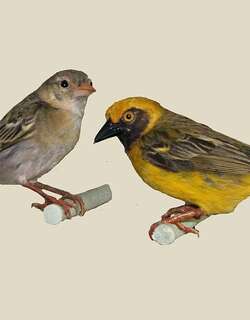 绿腰织雀 / Heuglin’s Masked Weaver / Ploceus heuglini