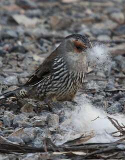 红眉短嘴旋木雀 / Red-browed Treecreeper / Climacteris erythrops