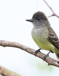 淡边蝇霸鹟 / Pale-edged Flycatcher / Myiarchus cephalotes