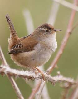 长嘴沼泽鹪鹩 / Marsh Wren / Cistothorus palustris