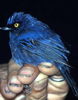 蓝刺花鸟 / Golden-eyed Flowerpiercer / Diglossa glauca