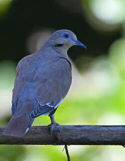 白翅哀鸽 / White-winged Dove / Zenaida asiatica