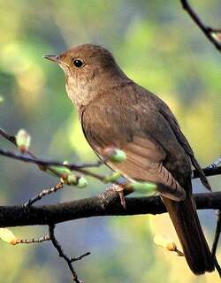 欧歌鸲 / Thrush Nightingale / Luscinia luscinia