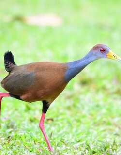 白腹林秧鸡 / Russet-naped Wood Rail / Aramides albiventris