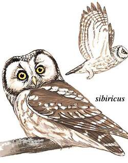 鬼鸮 / Boreal Owl / Aegolius funereus