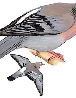 中亚鸽 / Yellow-eyed Pigeon / Columba eversmanni