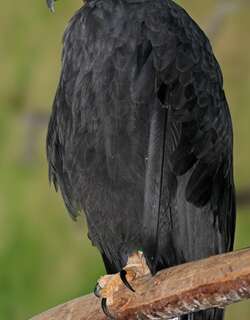 孤冕雕 / Solitary Eagle / Buteogallus solitarius