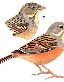 圃鹀 / Ortolan Bunting / Emberiza hortulana