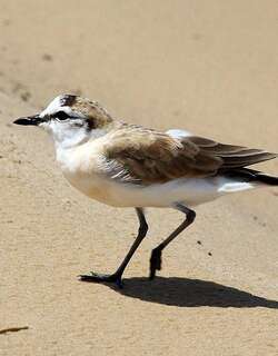 白额沙鸻 / White-fronted Plover / Charadrius marginatus