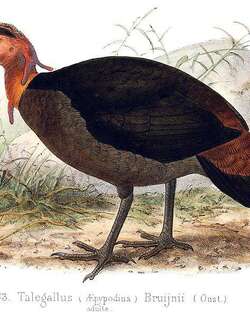 冠塚雉 / Waigeo Brushturkey / Aepypodius bruijnii