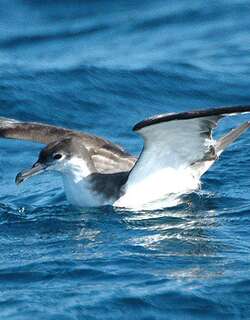 灰背鹱 / Buller’s Shearwater / Ardenna bulleri