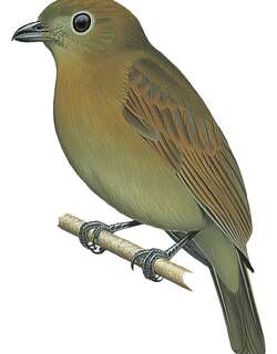 黄翅霸鹟 / Russet-winged Schiffornis / Schiffornis stenorhyncha