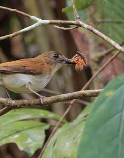 棕尾林鹟 / Rufous-tailed Jungle Flycatcher / Cyornis ruficauda