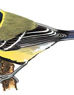 绿背山雀 / Green-backed Tit / Parus monticolus