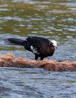红喉鸣冠雉 / Red-throated Piping Guan / Pipile cujubi