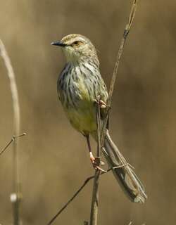 德拉山鹪莺 / Drakensberg Prinia / Prinia hypoxantha