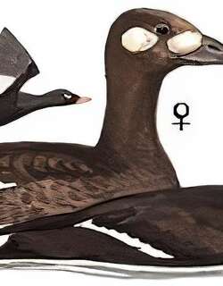 斑脸海番鸭 / Stejneger’s Scoter / Melanitta stejnegeri
