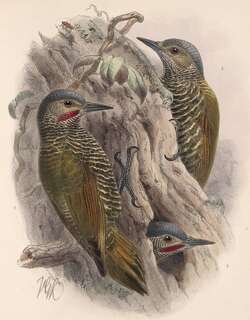 灰顶啄木鸟 / Grey-crowned Woodpecker / Colaptes auricularis