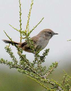 南美卡纳灶鸟 / Patagonian Canastero / Pseudasthenes patagonica