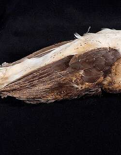 米纳仓鸮 / Minahassa Masked Owl / Tyto inexspectata