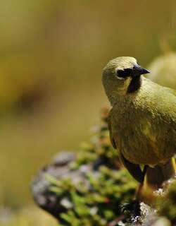 高夫岛雀 / Gough Finch / Rowettia goughensis