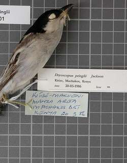 普氏篷背鵙 / Pringle’s Puffback / Dryoscopus pringlii