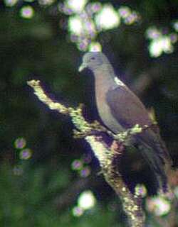 德氏鸽 / Eastern Bronze-naped Pigeon / Columba delegorguei