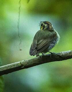 金冠铲嘴雀 / Golden-crowned Spadebill / Platyrinchus coronatus