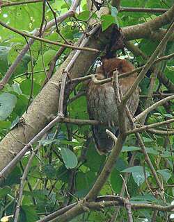 圣玛尔塔角鸮 / Santa Marta Screech Owl / Megascops gilesi